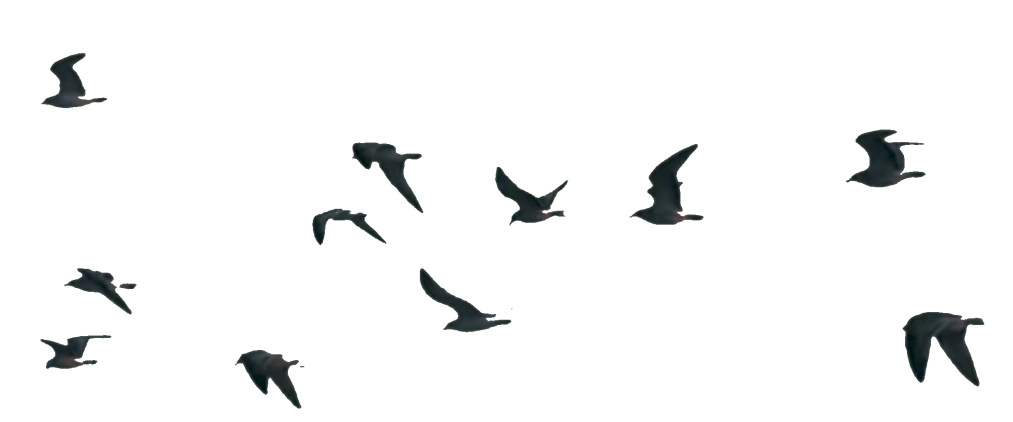 Vögel